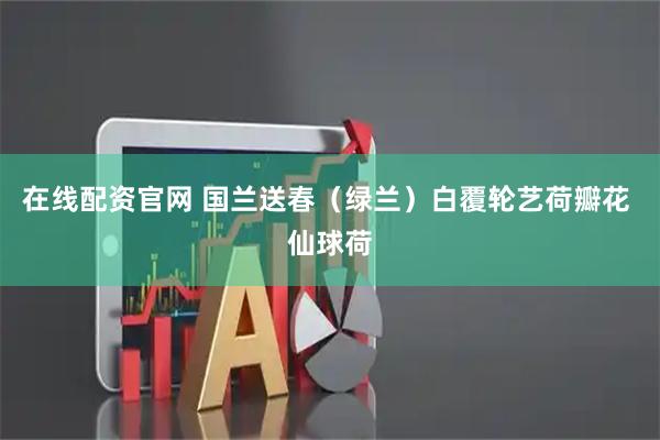 在线配资官网 国兰送春（绿兰）白覆轮艺荷瓣花 仙球荷