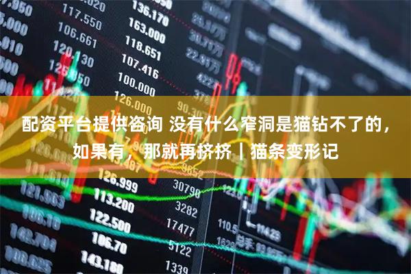 配资平台提供咨询 没有什么窄洞是猫钻不了的，如果有，那就再挤挤｜猫条变形记